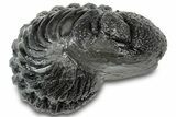 Wide, Partially Enrolled Morocops Trilobite - Morocco #310743-1